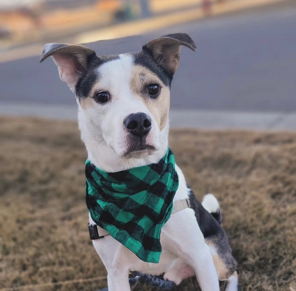 Dog wearing a green bandana