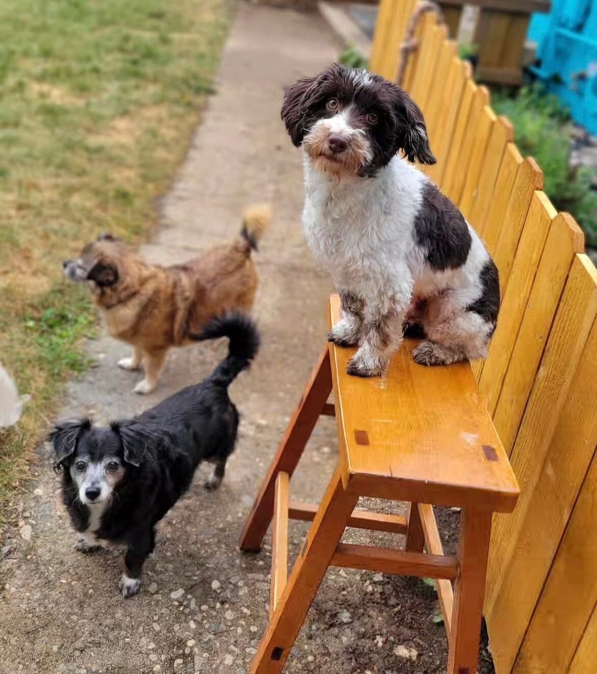 Dogs on a bench