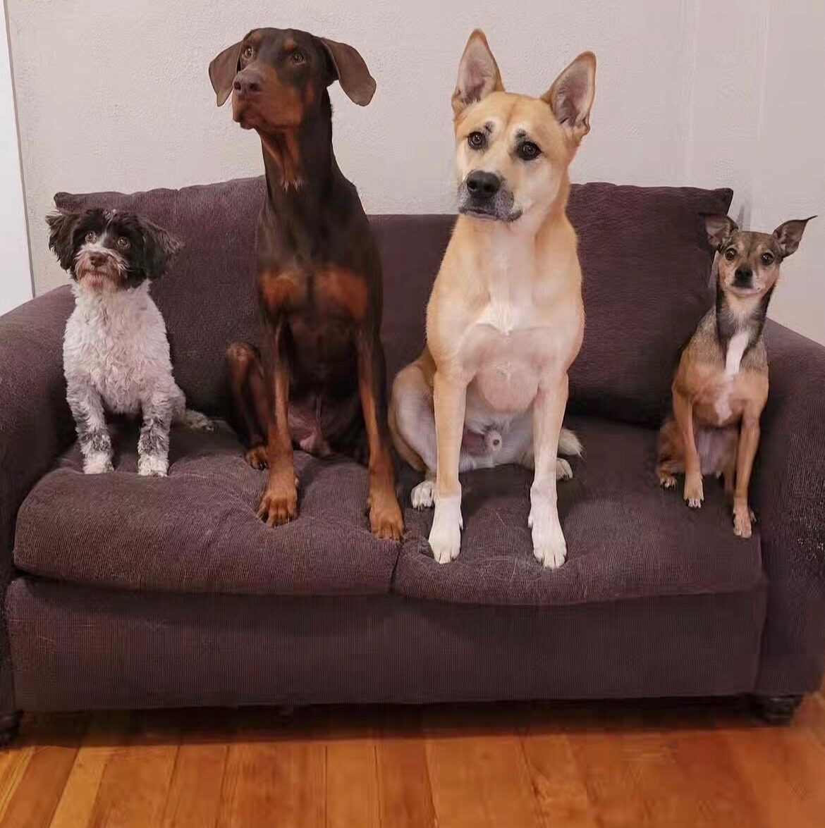 Dogs on a couch