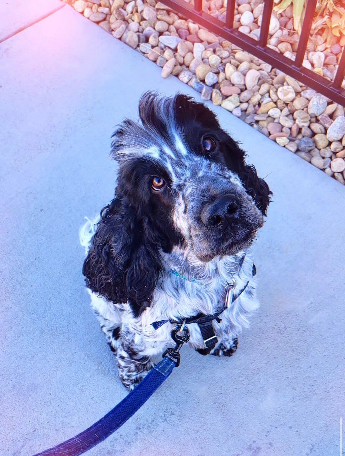 Spaniel on a walk