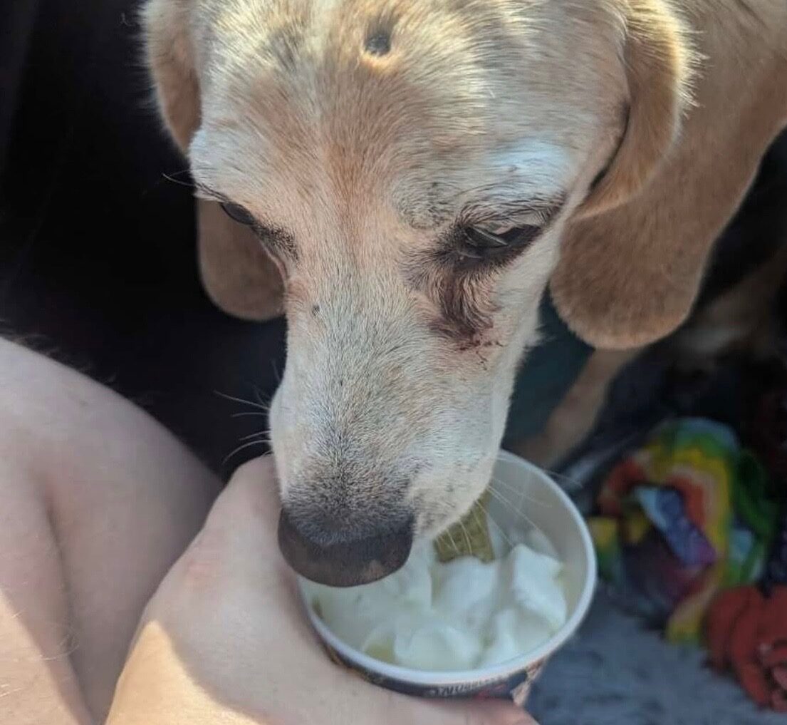 Dog having a treat