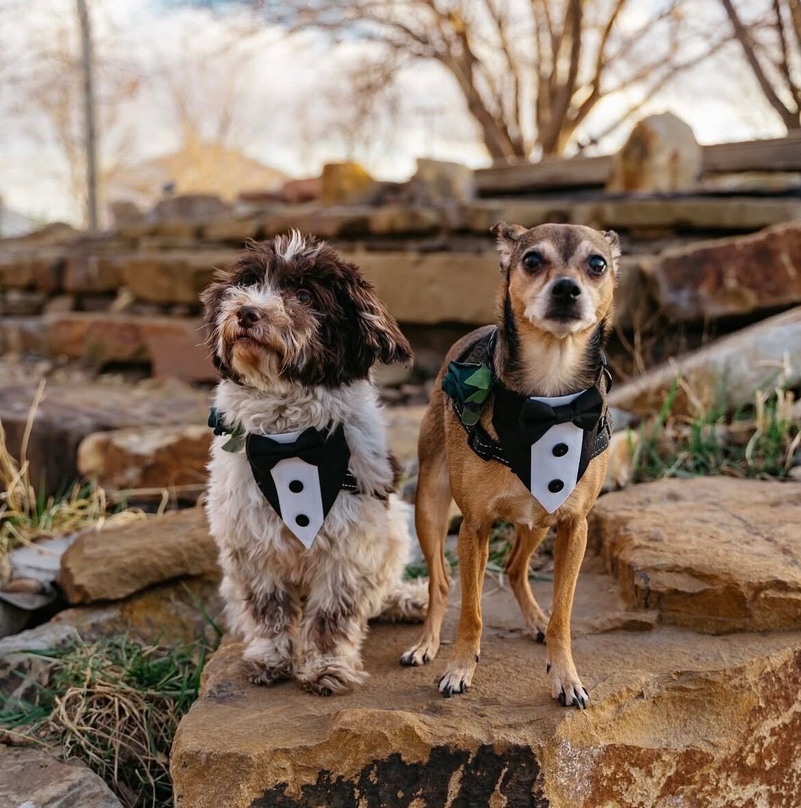 Dogs dressed for a photo