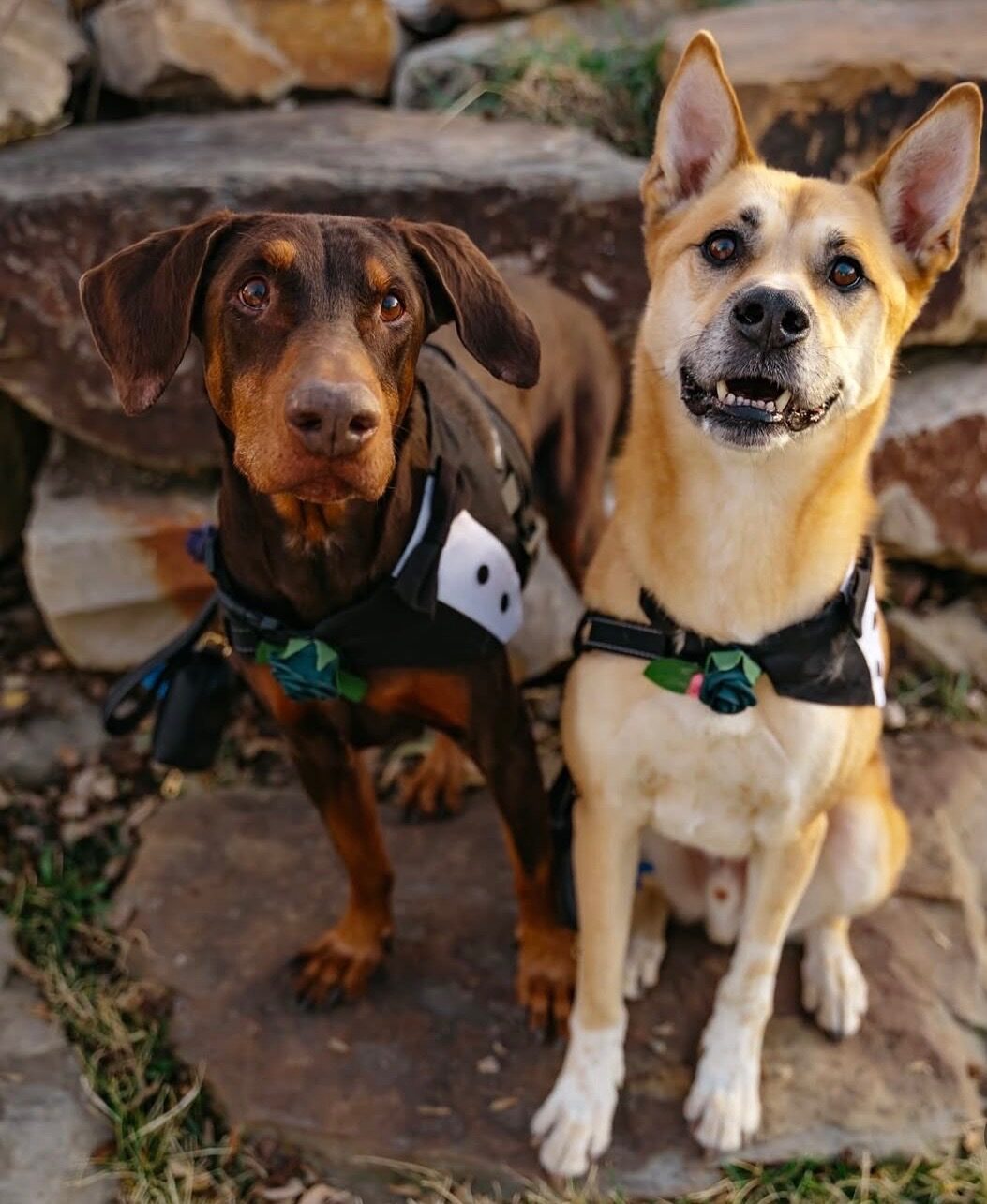 Two dogs sitting together