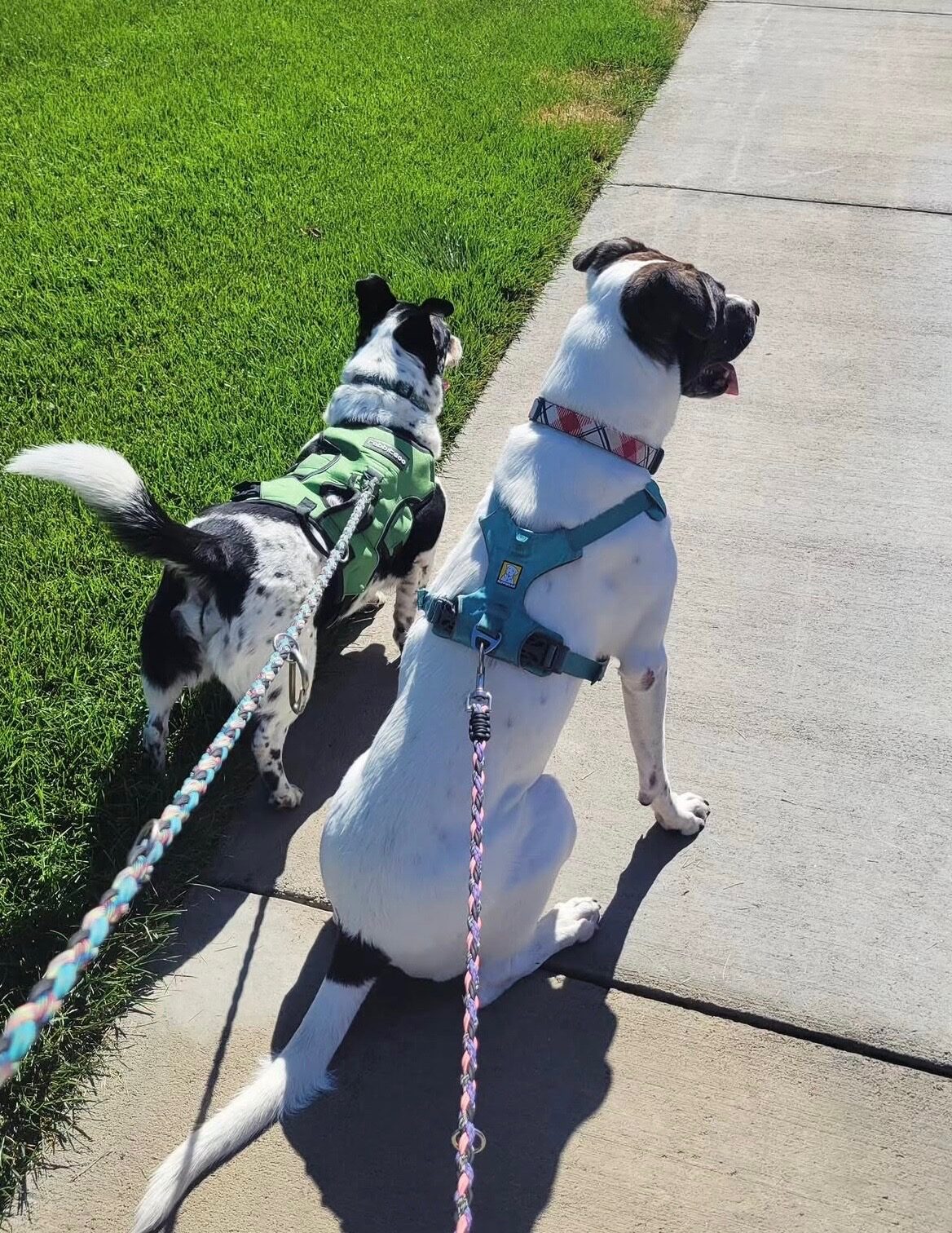 Dogs on a walk